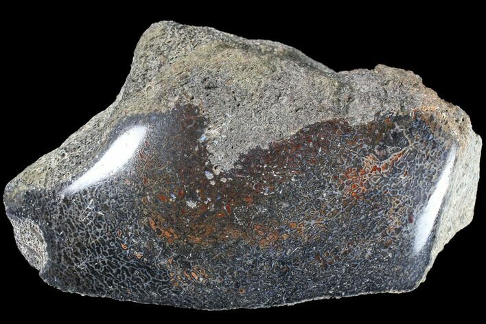 Polished Dinosaur Bone (Gembone) Section - Colorado #86821